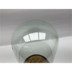 Large glass dome, upon a ebonised circular base, H48cm 