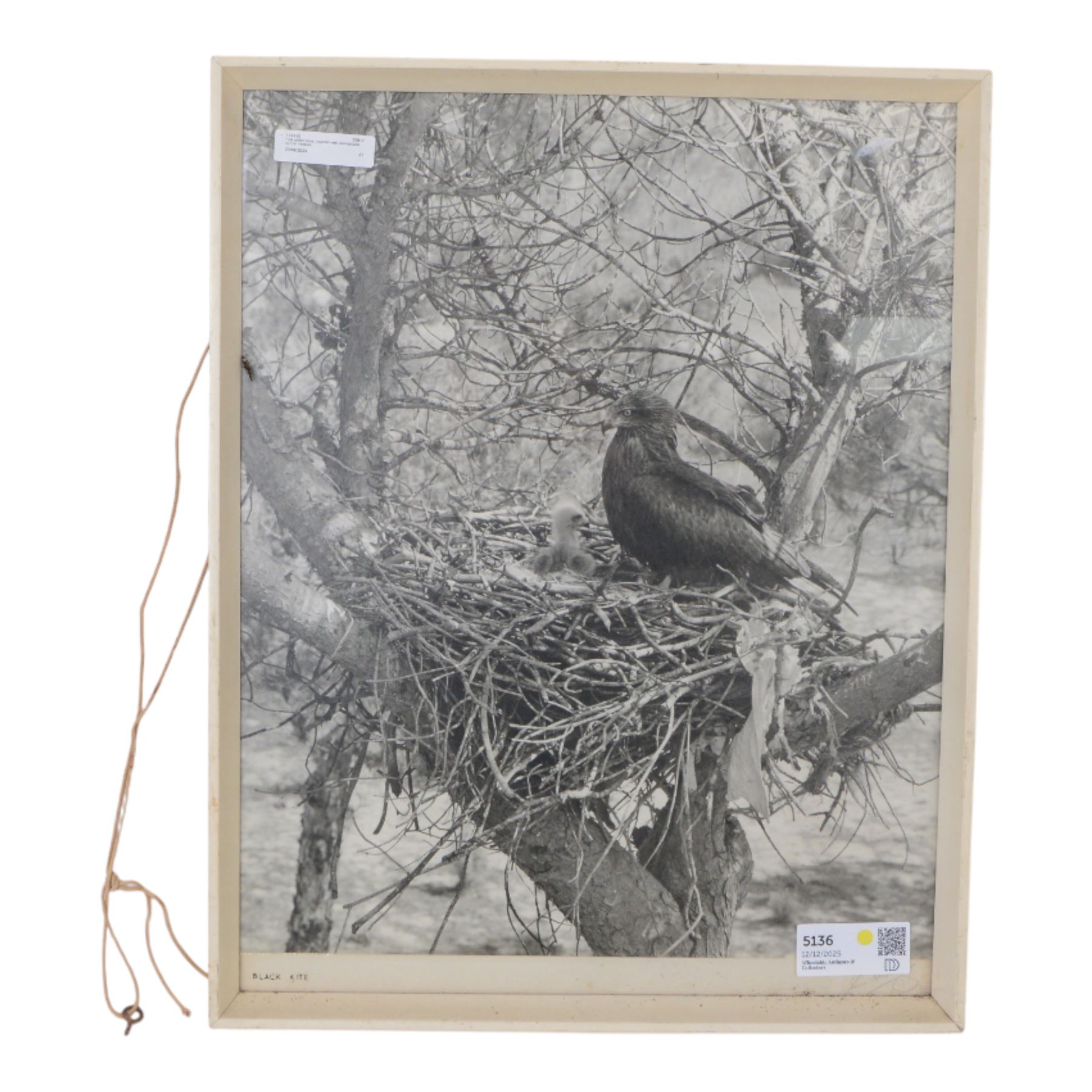 Mountfort G: Portrait of a Wilderness, first edition, pub. Hutchinson of London 1958, together with a framed black and white photograph of a black kite bird and other black and white ornithology images