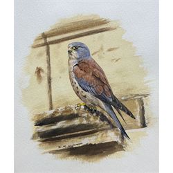 Alan M Hunt (British 1947-): Kestrel, gouache signed 18cm x 15cm 