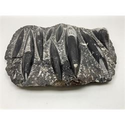 Orthoceras fossil group, age: Devonian period, H33cm, L30cm