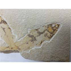 Three fossilised fish (Knightia alta) two in a single matrix, the other in an individual maxtrix, age; Eocene period, location; Green River Formation, Wyoming, USA, largest matrix H9cm, L15cm