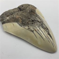 Megalodon (Otodus Megalodon) tooth fossil, age; Miocene period, H11cm, W9cm