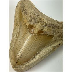 Large Megalodon (Otodus Megalodon) tooth fossil, with fine serrations in a matrix, age; Miocene period location; Java, Indonesia, H10cm, W11cm 
Notes; Believed to have grown as large as 18 metres, the Megalodon was the largest shark and one of the most dominant marine predators ever to have existed. It roamed the ancient seas for around 20 million years until their extinction around 3.6 million years ago. Megalodon teeth vary in colour and ton. influenced and coloured over the millennia by the conditions in which they are preserved
