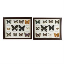 Entomology; two framed butterfly displays including Papilio helenus, Papilionidae, Oranges...