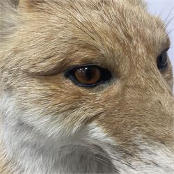 Taxidermy: European Red Fox (Vulpes vulpes), full mount adult on open display with standing alert with ears forward front paw raised, upon a naturalist base, H62cm, L78cm