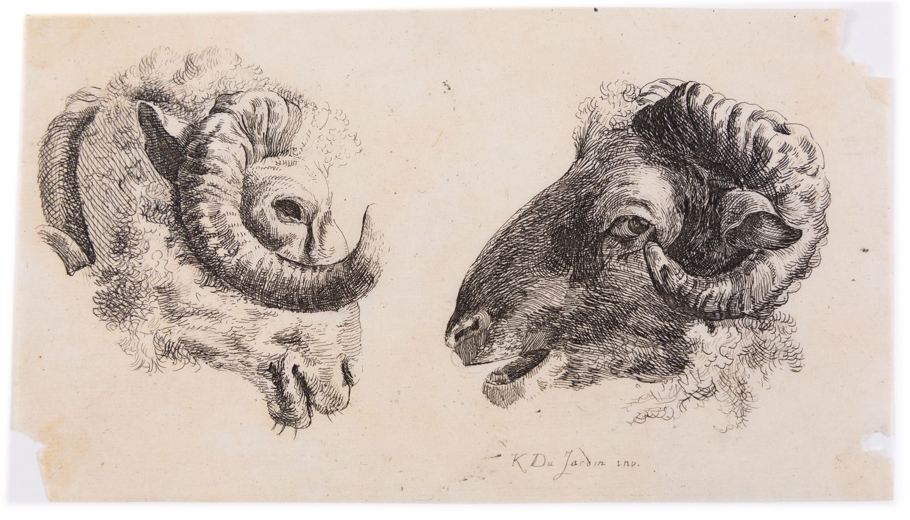 After Karel Dujardin (Dutch 1626-1678): Study of Ram's Heads, restrike etching 10cm x17cm (unframed)