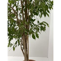 Weeping fig, indoor plant in pot
