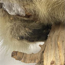 Taxidermy: Alpine Marmot (Marmota marmota), full adult mount stood upon a wooden base, H29cm 