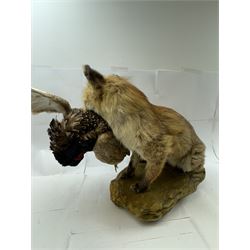 Taxidermy: Red Fox (Vulpes vulpes) with cock pheasant (Phasianus colchicus), open display upon a rocky base, H51cm
