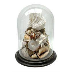 Victorian shell display, under glass dome on circular ebonised base, overall H39cm