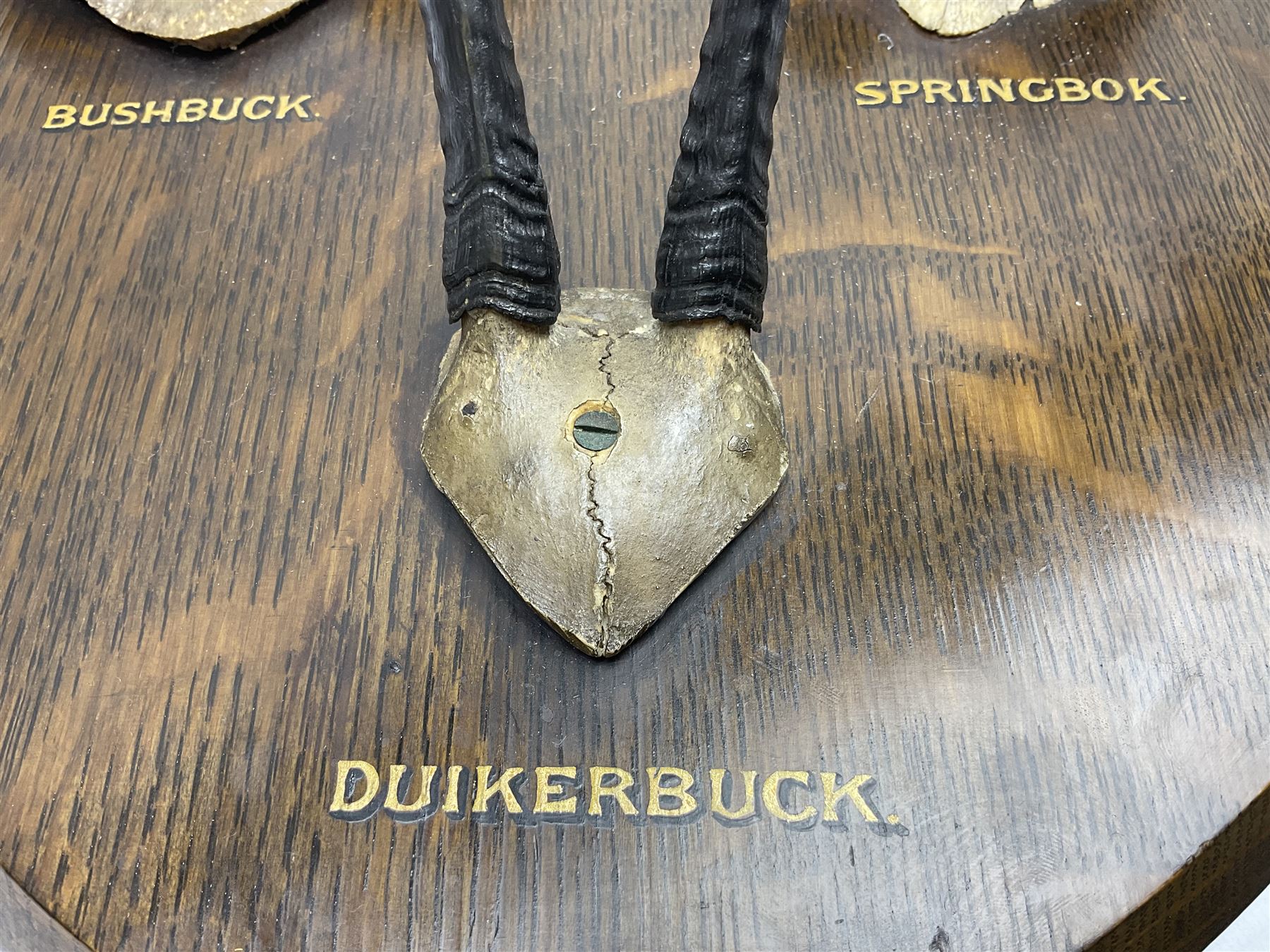 Antlers/horns; Bushbuck (Tragelaphus sylvaticus),  Duiker Buck (Sylvicapra grimmia) and Springbok (Antidorcas marsupialis), three pairs of adult antlers upon an oak shield, shield H38cm 