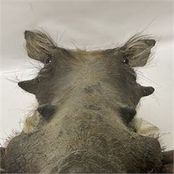 Taxidermy: A Common Warthog (Phacochoerus africanus), a large adult head mount looking straight ahead, D50cm