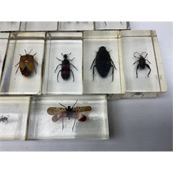 Entomology; collection of thirty nine insect specimens, each in an acrylic block, to include rhinoceros beetle, Ischiopsopha beetle, Praying mantis, scorpions etc 