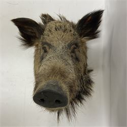 Taxidermy: European Wild Boar (Sus scrofa), adult male shoulder mount looking straight ahead