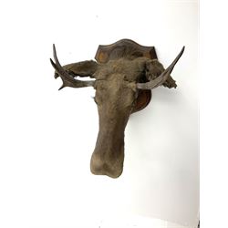 Taxidermy: European Moose (Alces alces), circa September 25th 1876, Norway, young adult male head mount looking straight ahead, mounted upon a wooden double shield, bearing copper shield 'Elk, Norway, A.H.P, Sept 25th 1876'', mount H54.5cm W42.5m, this moose is from the historical collection at Hodnet Hall in Shropshire, home of the Heber family for generations.