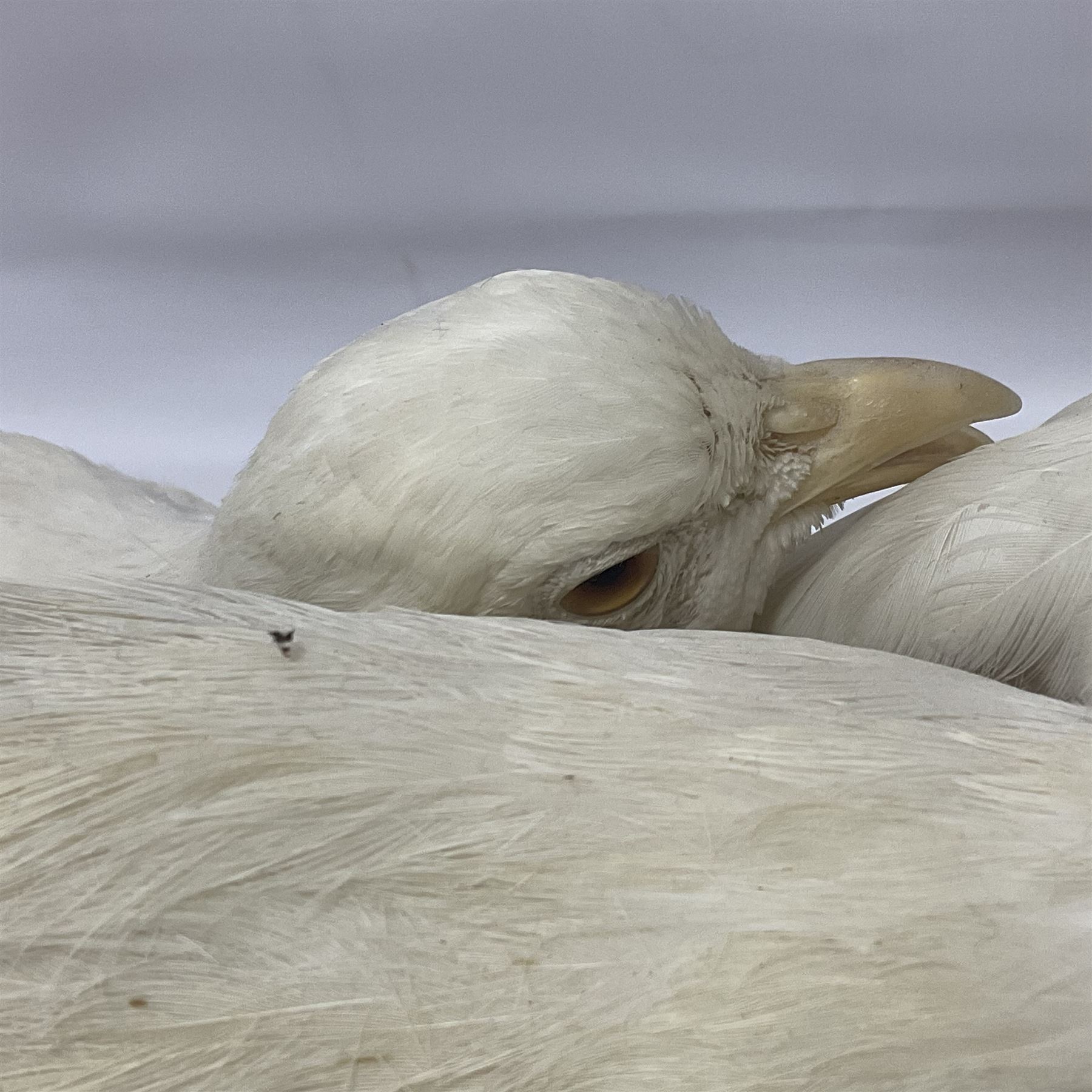 Taxidermy; pair of Common Pheasants (Phasianus Colchicus), white cock and hen adult mounts, upon a wooden base, H51cm  