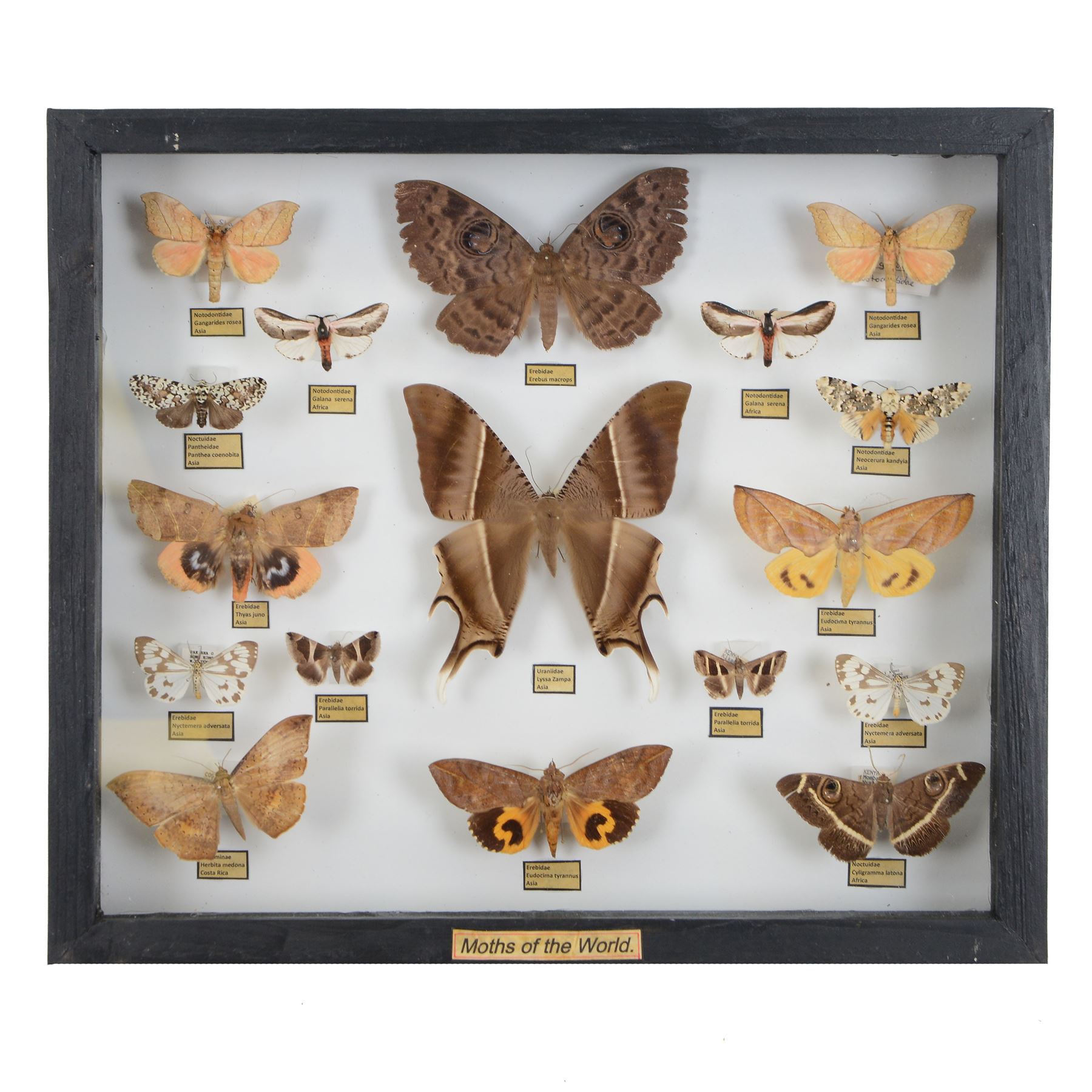 Entomology: Single glazed display of Moths of the World, circa 20th century, single glazed display containing seventeen various specimens, including Tropical Swallowtail, Thyas juno, Galana Serena, Gangarides Rosea, all with attached data labels, all pinned upon foam backing and named labels, enclosed within a glazed ebonised display case, H33cm, L38cm