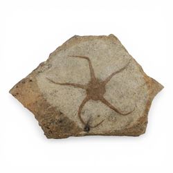 Five starfish fossils, comprising Lapworthura sp age; Ordovician period, location Dorset England, Lapworthura miltoni, age; Silurian period location; Ludlow Shropshire, England, Ophuriodea sp age; Ordovician period, location; Atlas Mountain Morocco, Asteroid sp. age; Ordovician period, location Atlas Morocco and Ophioderma egertoni, age; Jurassic period, location; Dorset Coast England  