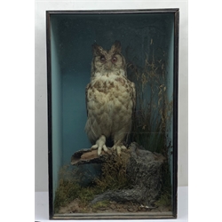 Taxidermy: Victorian cased Great Horned Owl (Bubo virginianus), perched upon a tree stump, in naturalistic setting with long and short grasses, set against a pale blue painted backdrop, enclosed within an ebonized single pane display case, with paper label verso inscribed Giant Horned Owl from N America, H84cm L51.5cm D29cm