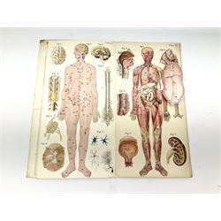 Bailliere's Popular Atlas of the Anatomy and Physiology of the Female Human Body, together with disbound medical books and works of Yorkshire interest, to include Beasley: The Book of Prescriptions, Beasley: Druggist's Receipt Book, Robinson's New Family Herbal, Hartley: Yorkshire Puddin', etc 