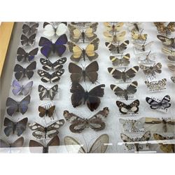 Entomology: Glazed entomology collector's drawer display of African and Asian butterflies and moths, a colourful display of one hundred and twenty six assorted specimens, collected from various regions of Africa and Asia, each with attached data labels, H50cm, W40cm