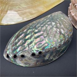 Conchology: selection of shells, including gold pearl oyster shell, mother of pearl turbo marmaratus shell, Cypraecassis Rufa red helmet shell, Mitre shell, Paua shell and others, largest D19cm