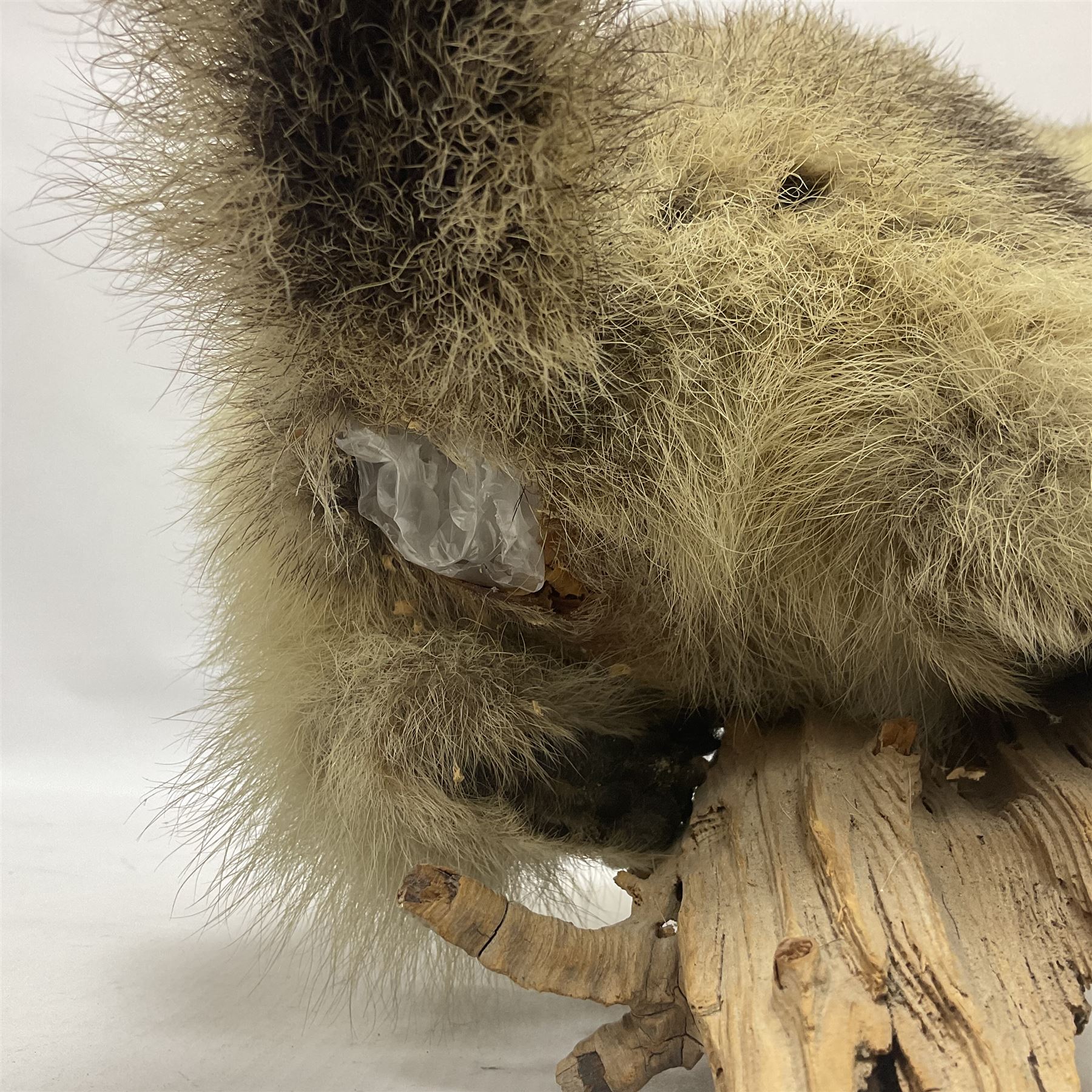 Taxidermy: Alpine Marmot (Marmota marmota), full adult mount stood upon a wooden base, H29cm 