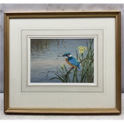Richard Robjent (British 1937-): 'King Fisher and Flag', watercolour signed, titled and dated 2002 verso 17cm x 25cm 