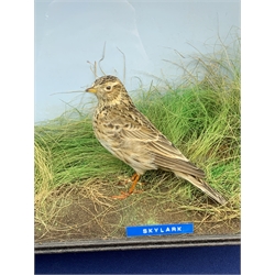 Taxidermy: 20th century cased Meadow pipit (Anthus pratensis) and Skylark (Alauda Arvensis), in naturalistic setting with soil groundwork and grasses, and faux eggs in ground nest, set against a painted light blue backdrop, encased within a four pane display case upon frame mount, with taxidermist paper label verso detailed David Astley Taxidermist, H32cm L52cm D19cm 