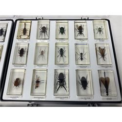 Entomology: collection of fifty two insect specimens, each in an acrylic block, to include Giant Scorpion, Rhinoceros Beetle, Praying Mantis, Millipede, Flower Mantis, Exotic Planthopper, Blue Weevil etc 