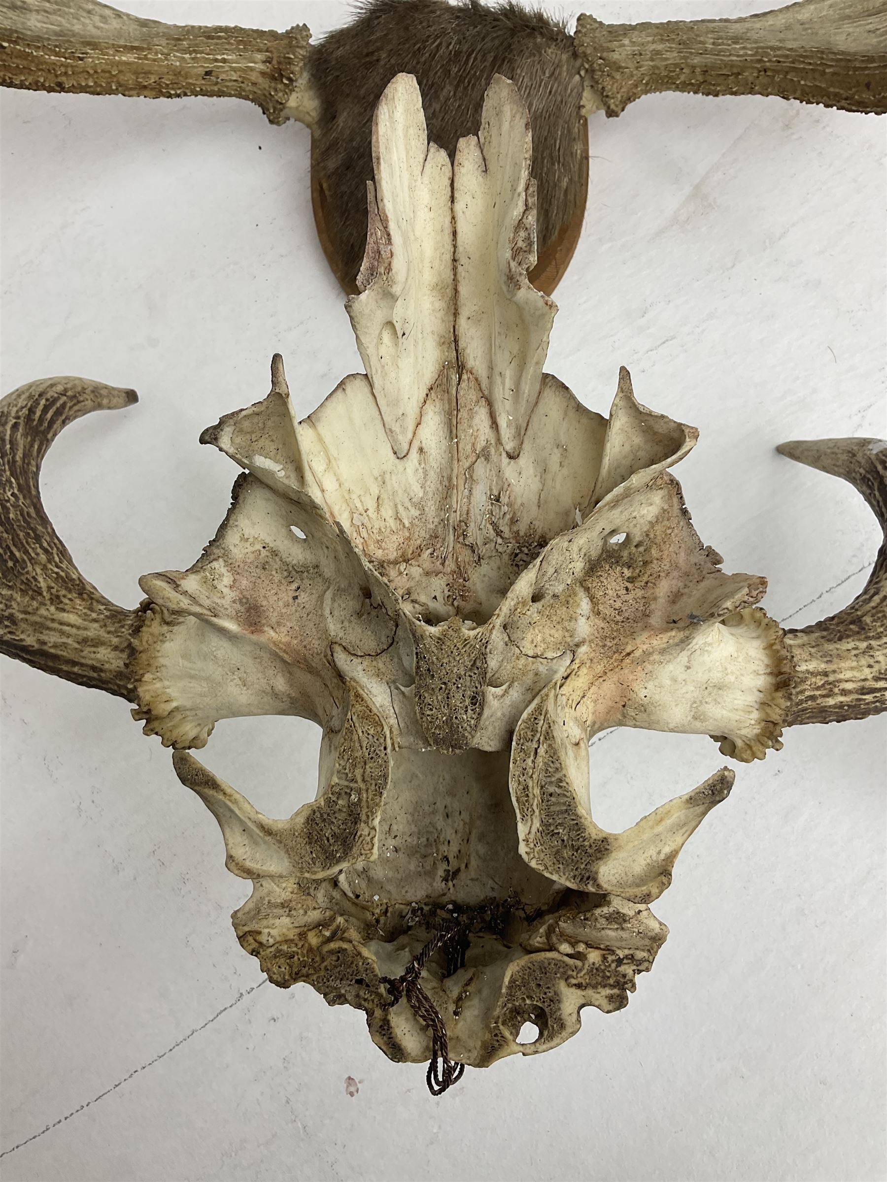 Antlers/horns: European Moose (Alces alces), two pairs of antlers on part upper skulls, one with fur covered frontlet, largest W85cm