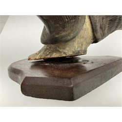 Taxidermy; Ring-necked Pheasant (Phasianus colchicus), adult female mount on open display, together with Pair of Hartebeest (Alcelaphus buselaphus) horns with upper skull, mounter upon a wooden shield, pheasant H40cm 