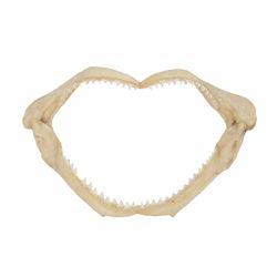 Taxidermy; shark jaw, with original teeth, L32cm