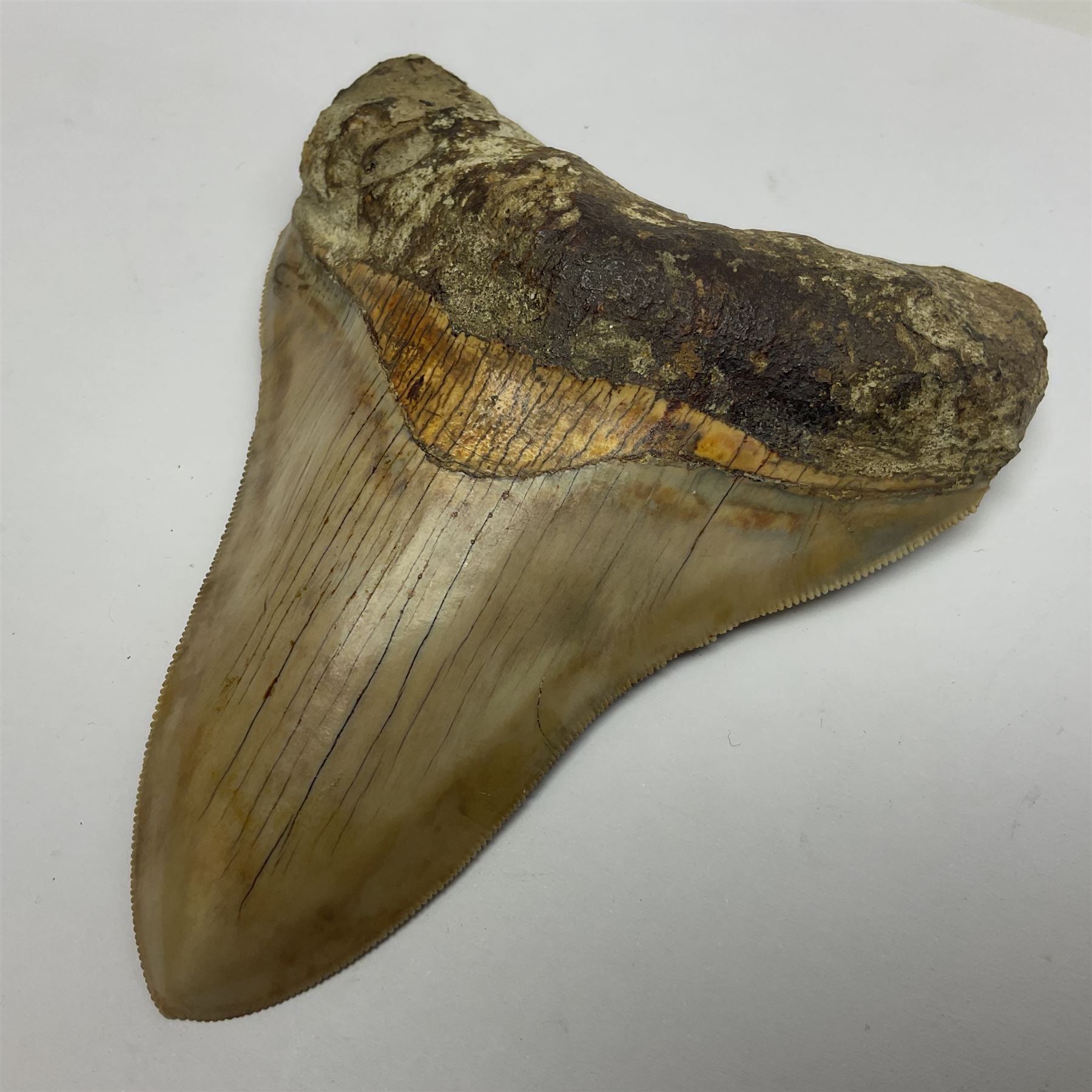 Large Megalodon (Otodus Megalodon) tooth fossil, with fine serrations, age; Miocene period, H11cm, W9cm

Notes; Believed to have grown as large as 18 metres, the Megalodon was the largest shark and one of the most dominant marine predators ever to have existed. It roamed the ancient seas for around 20 million years until their extinction around 3.6 million years ago.  Megalodon teeth vary in colour and ton. influenced and coloured over the millennia by the conditions in which they are preserved