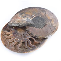 Pair of Cleoniceras ammonite fossil slices, with polished finish, age: Cretaceous period, location: Madagascar, D14cm