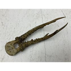 Taxidermy; Roe Deer (Capreolus capreolus), adult Roebuck neck mount looking straight ahead, mounted upon an oak shaped shield, together with a pair of Roe Deer antlers, with partial skull
