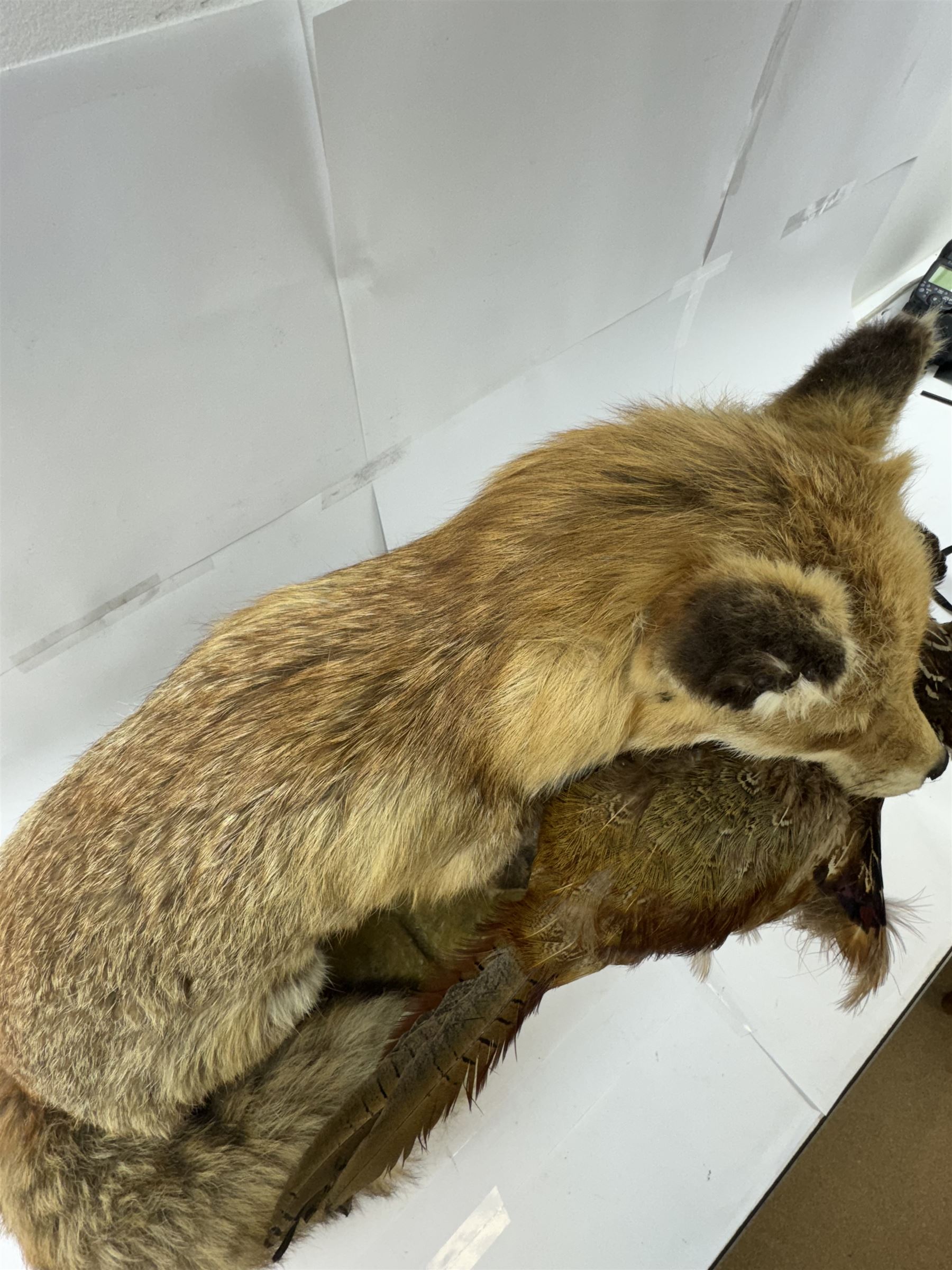 Taxidermy: Red Fox (Vulpes vulpes) with cock pheasant (Phasianus colchicus), open display upon a rocky base, H51cm