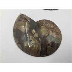 Two ammonite fossil slices, with polished finish, age: Cretaceous period, location: Madagascar, D12cm