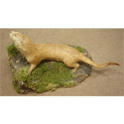  Taxidermy - Otter, full mount stood on naturalistic base amongst moss and pebbles, L114cm   