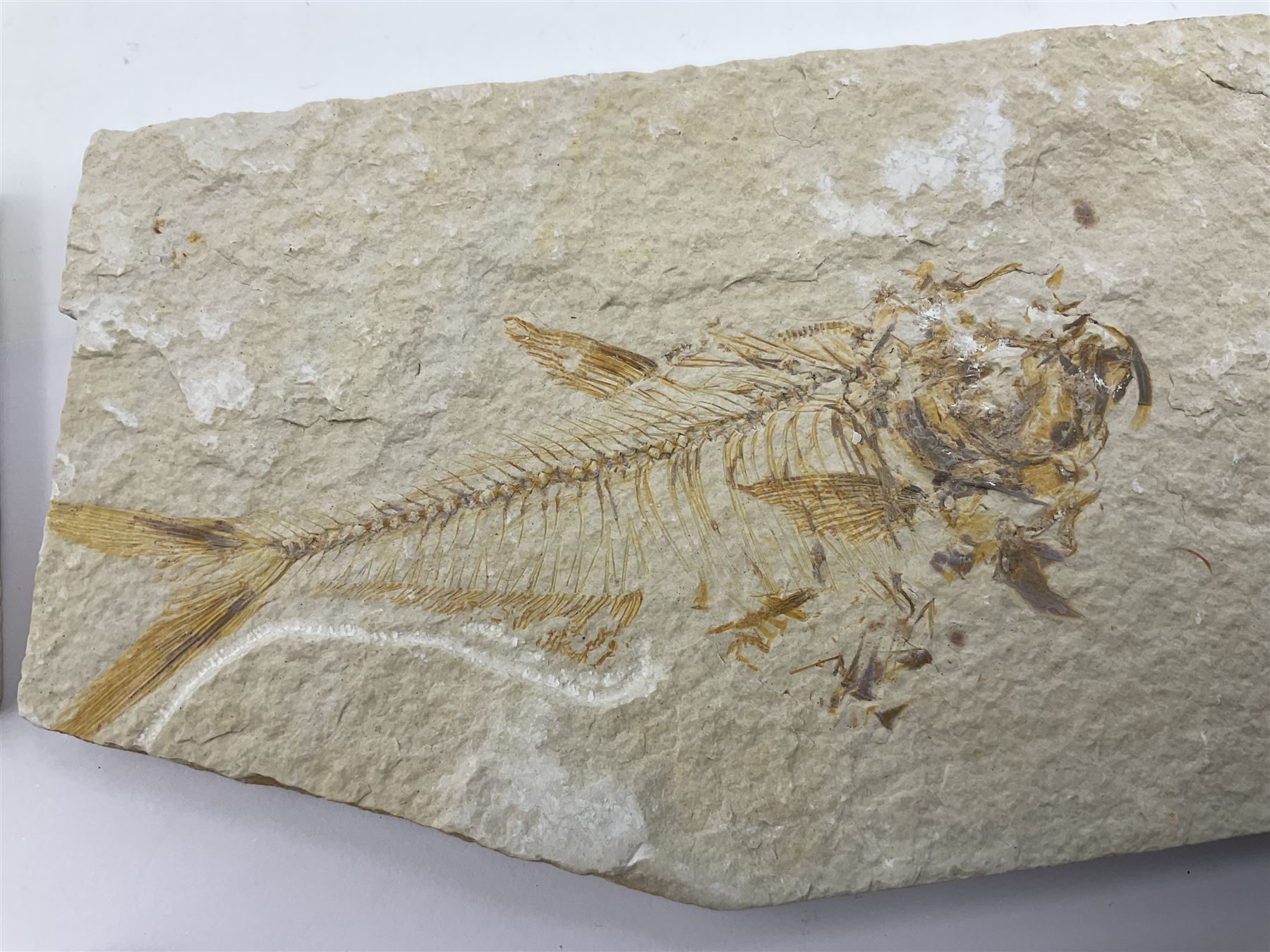 Four fossilised fish (Knightia alta) each in an individual matrix, age; Eocene period, location; Green River Formation, Wyoming, USA, largest matrix H9cm, L17cm