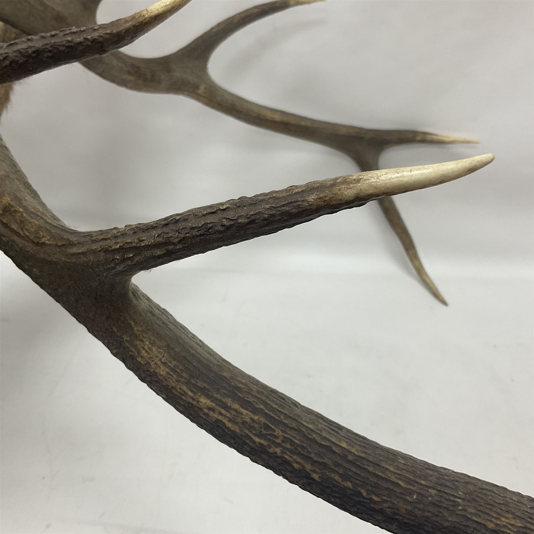 Taxidermy: Red Deer (Cervus elaphus), adult male imperial stag shoulder mount looking straight ahead, ten point antlers, mounted upon a shaped wooden shield, D65cm