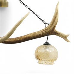 Red stag chandelier, the single antler with two hanging lamps with glass shades, L103cm 