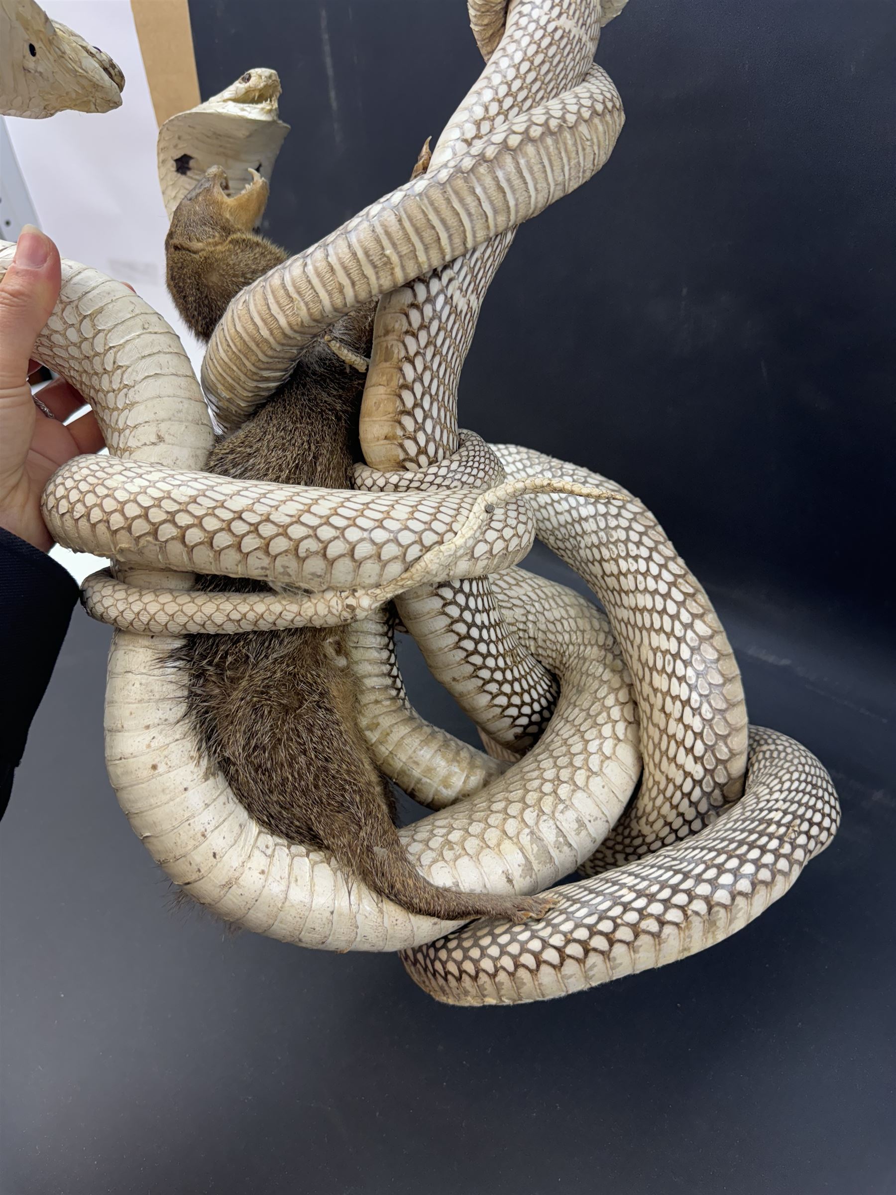 Taxidermy; Mongoose (Herpestidae) fighting three Indian cobras (Naja naja), the cobras entwined around an adult mongoose, H27cm