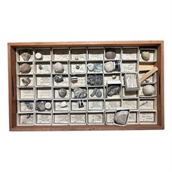 19th century box holding a collection of British Fossils, with makers label to the lid 'Collection of British Fossils to illustrate the textbooks and manuals of geology by Lyell, Page, Green & C, Arranged stratigraphically by James R. Gregory & Co mineralogisits .....', all samples numbered with and scribed name labels    
