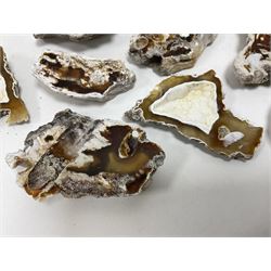 Large collection of Agatized Coral, largest H11cm (12)