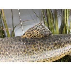 Taxidermy: Brown trout (Salmo trutta), preserved by John Cooper & Sons, 28 Radnor Street, St Luke's, London, skin mount set above a pebbled river bed with reeds and grasses, set against blue painted back drop, inscription to the back drop 'Trout caught by Rev R.S. Ricketts at Kirkham Bridge July 1st 1890, artificial fly, weight 1.5lb', L50cm H26cm 