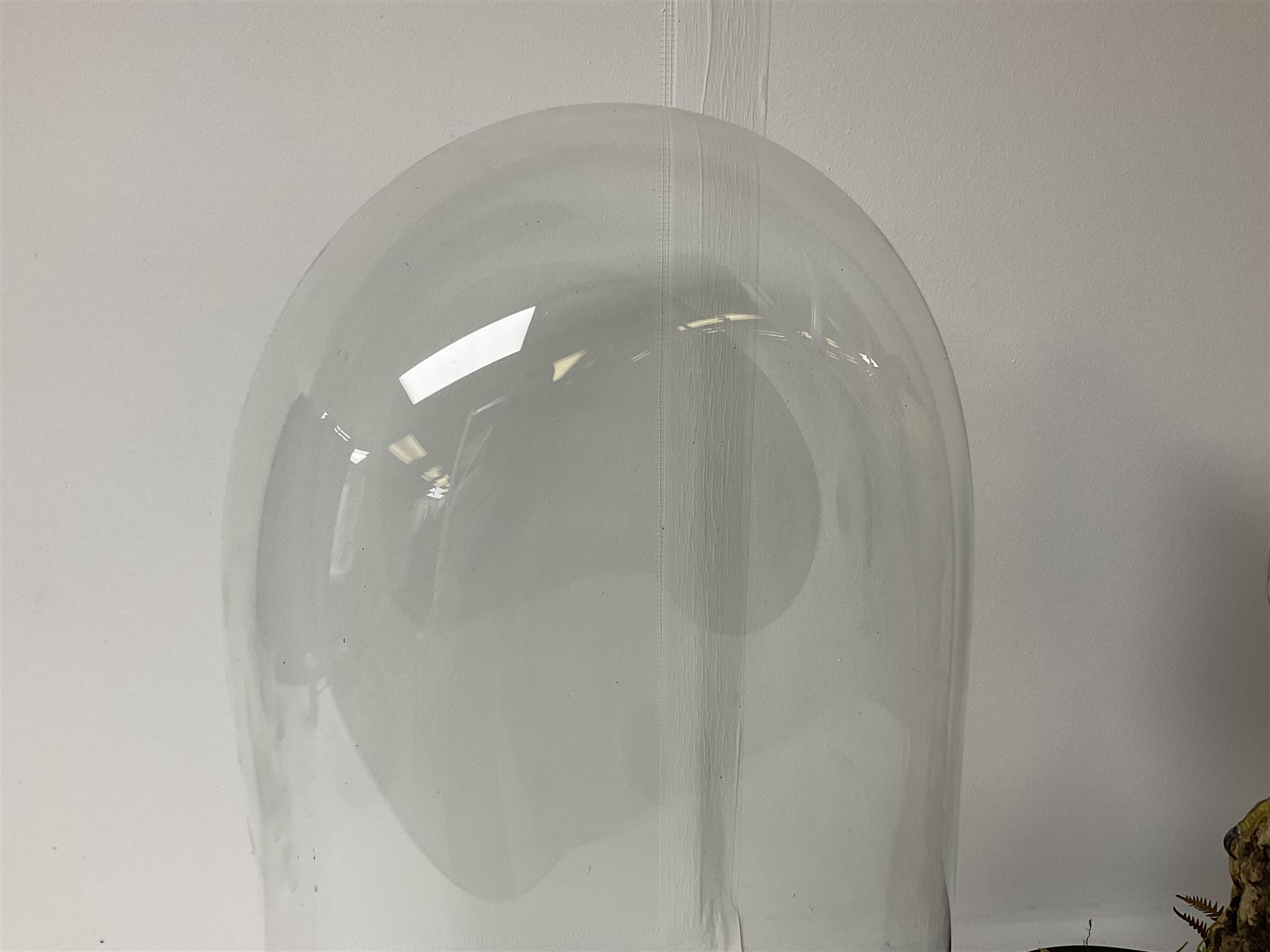 Taxidermy: Victorian cased Peregrine Falcon (Falco peregrinus), full female mount  stood atop a tree stump in a naturalistic ground, enclosed beneath a period oval glass dome with ebonised base, raised upon four bun feet, H54cm D20cm W34cm