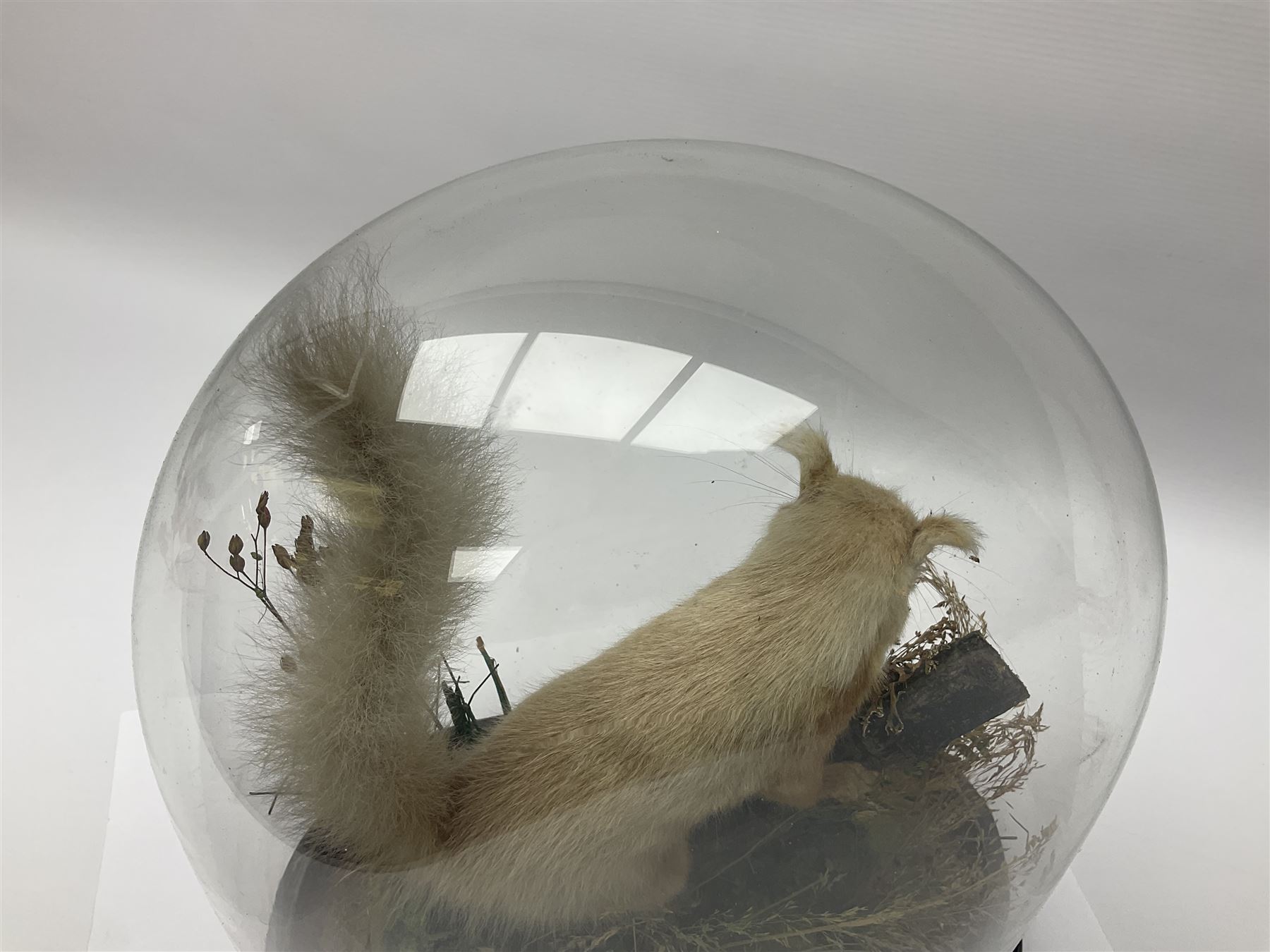 Taxidermy: Victorian cased Red Squirrel (Sciurus vulgaris), full mount adult, upon a tree branch with a naturalistic ground, enclosed beneath a period oval glass dome with ebonised base, raised upon four bun feet, H36cm 