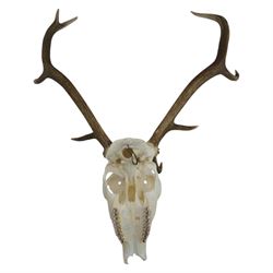 Antlers/Horns: Pair of Red Deer (Cervus elaphus) antlers on skull, H105cm