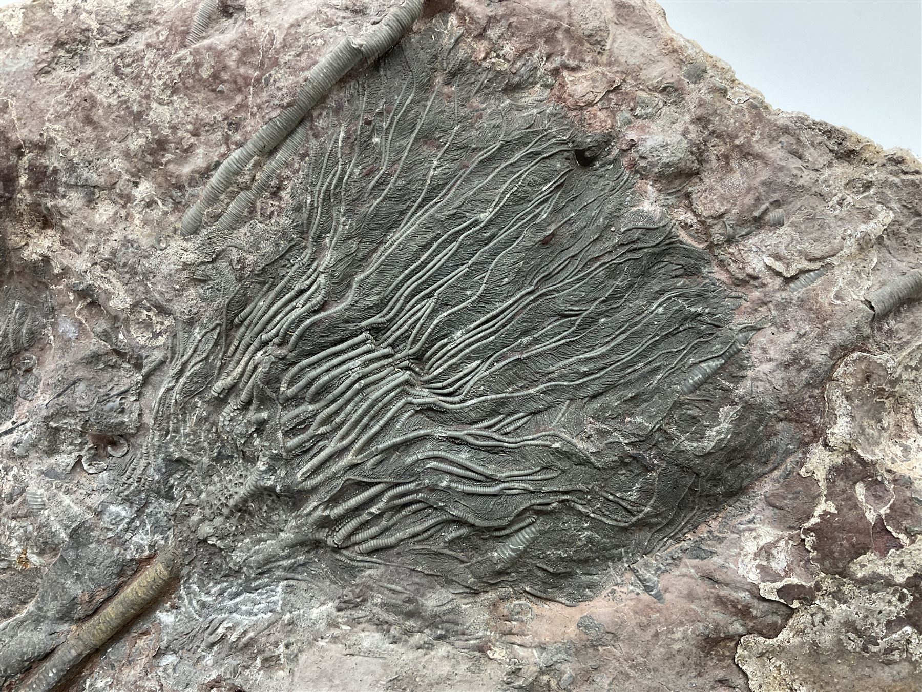 Crinoid sea bed plaque, with two crinoid specimens, probably Scyphocrinites elegans from the Silurian period, H39cm, L61cm